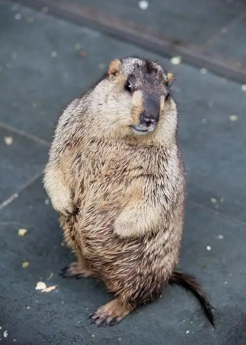 海狸是加拿大的国宝动物