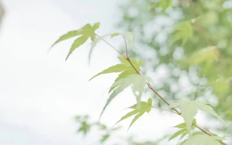 时光深处,等风听雨(深度好文)