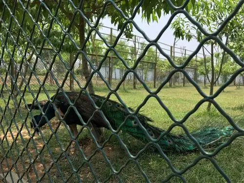 宿迁动物园一日游攻略