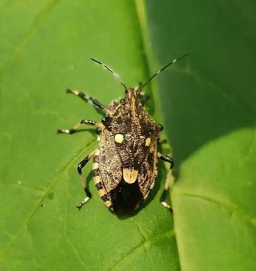 一些蝽类昆虫 - 25731 - 图虫