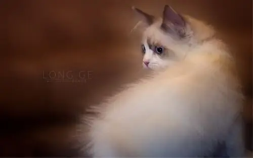 可爱呆萌喵星人搞怪高清摄影精选电脑壁纸下载