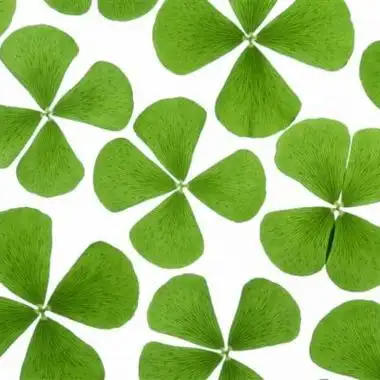 四叶草微信图像2-微信头像