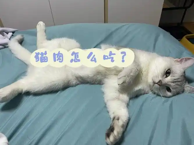 推荐一下猫肉怎么吃好吃