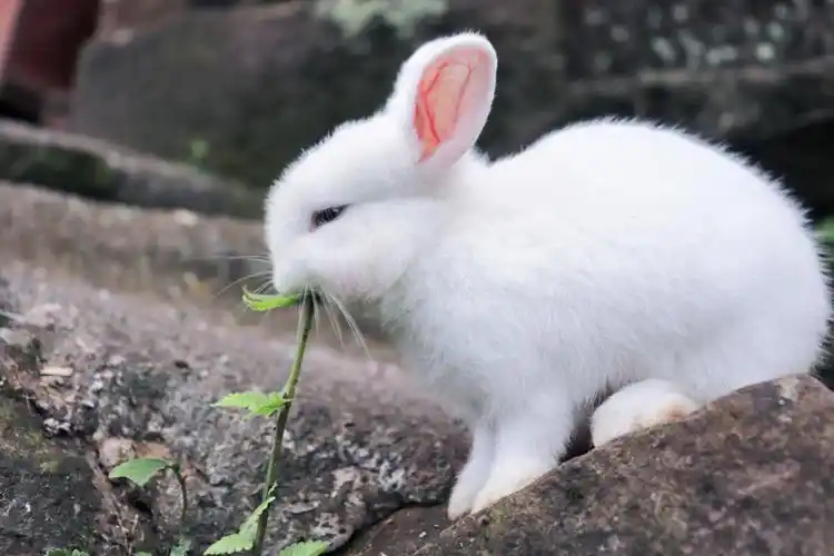 我有一只小兔子
