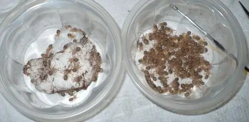 养蜘蛛四年多了,蜘蛛总算给我生小宝宝了