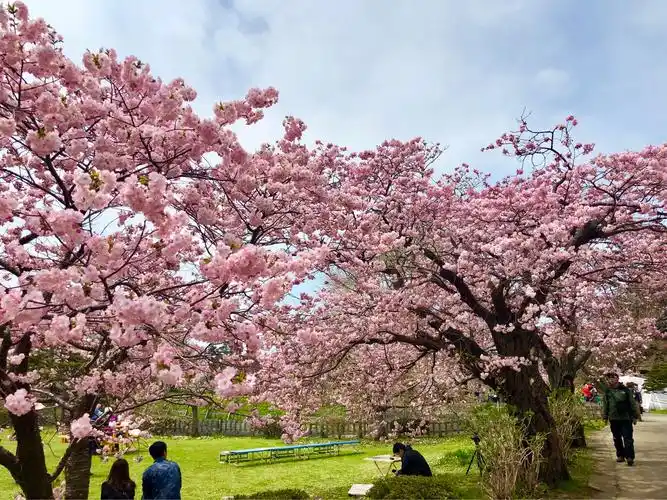 其它 北海道松前城樱花 写美篇2018年4月下旬日本樱花之旅.