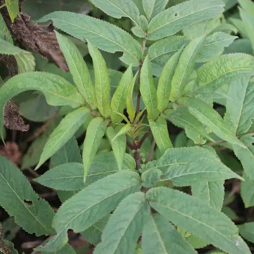 天猫新鲜接骨草中草药关节痛跌打扭伤骨伤药材小接骨丹陆英八棱麻