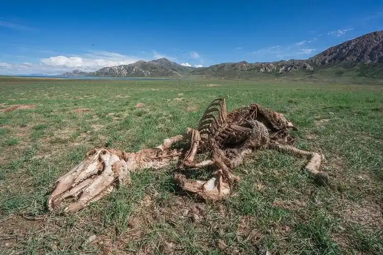 那个在可可西里失踪的女大学生可惜了