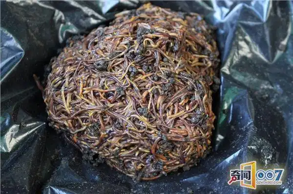 曾在下水道找到过的诡异东西最后一个会让你头皮发麻-排行榜大全