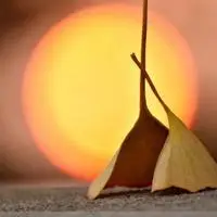 静待花开意境微信头像【点击鼠标右键下载】