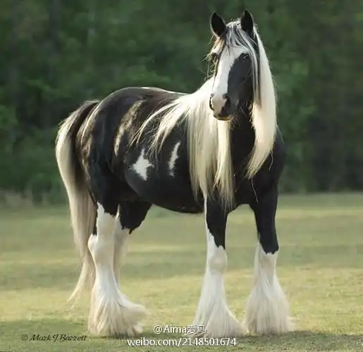 请专业人士帮忙看一下,这是什么品种的马?