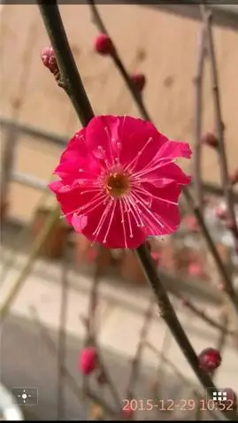 顶级梅花乌梅含苞待放乌羽玉