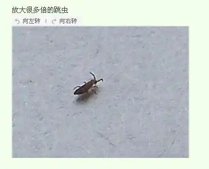 跳虫 是一种弹尾目的非昆虫六足动物,密集时形似烟灰,又称烟灰虫.