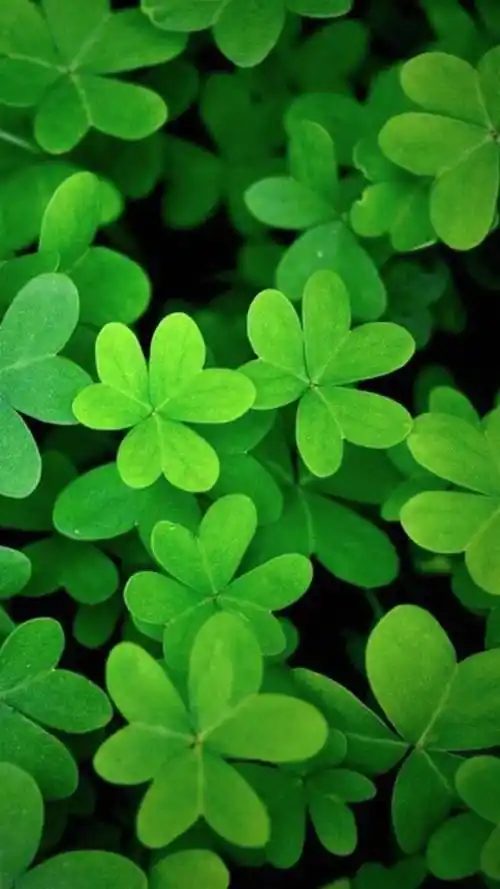 护眼绿色四叶草