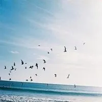 蓝天白云海鸥头像 大海海鸥高清大图_微信头像图片大全