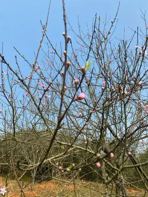 桃花嫣然出篱笑似开未开最有情