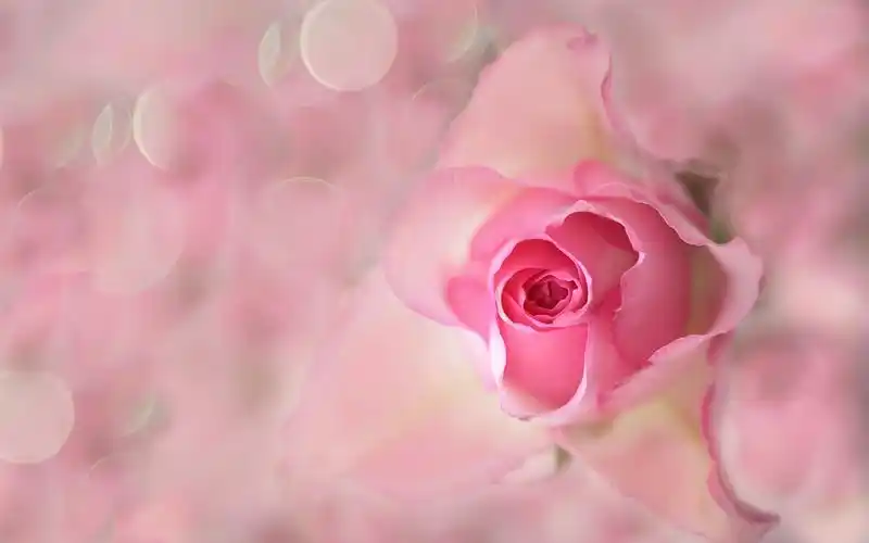 粉红色的花,玫瑰,花蕾,花瓣,耀斑