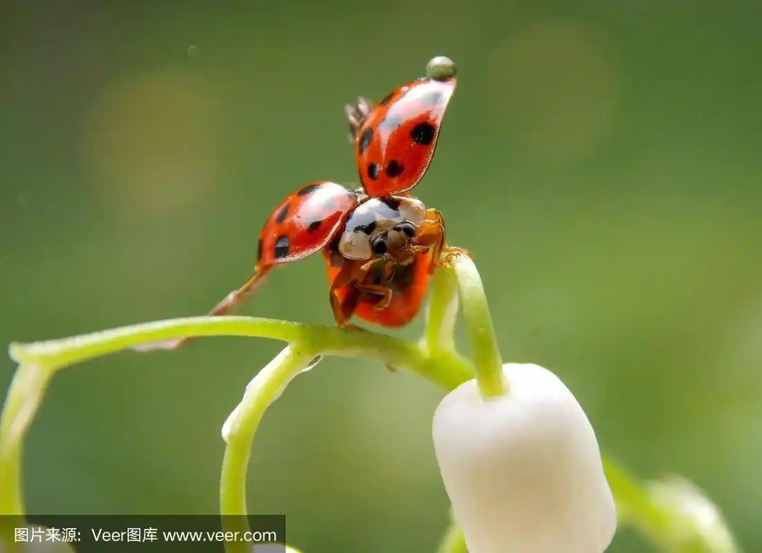 瓢虫在飞行中