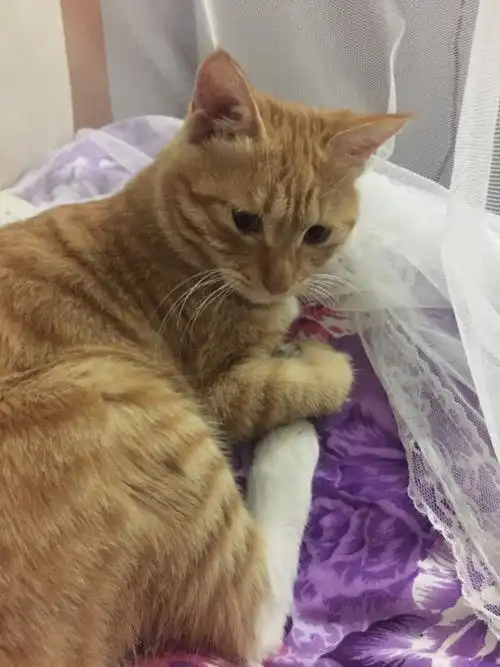 广州成年绝育公橘猫求好心人领养送猫粮