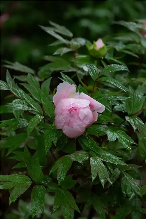 雨中牡丹花二