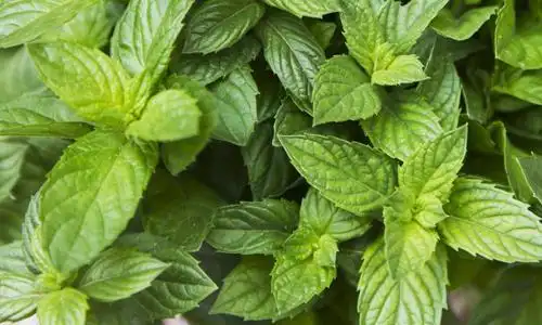 薄荷能治咳嗽吗 薄荷怎么治疗咳嗽