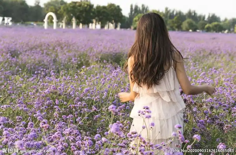 女孩薰衣草图片