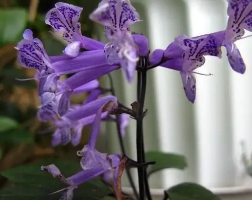 原创原来这花叫艾氏香茶菜开花漂亮关键是越养越旺盛