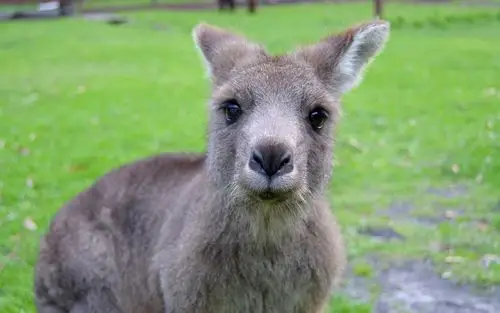 可爱的袋鼠看着你,脸 4k