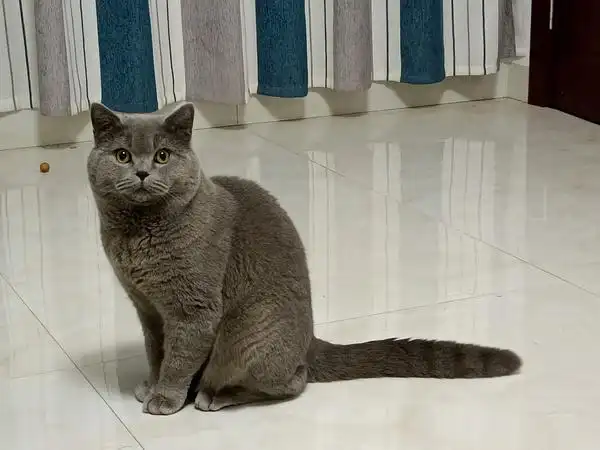 想问问大家的成年蓝猫都几斤啊