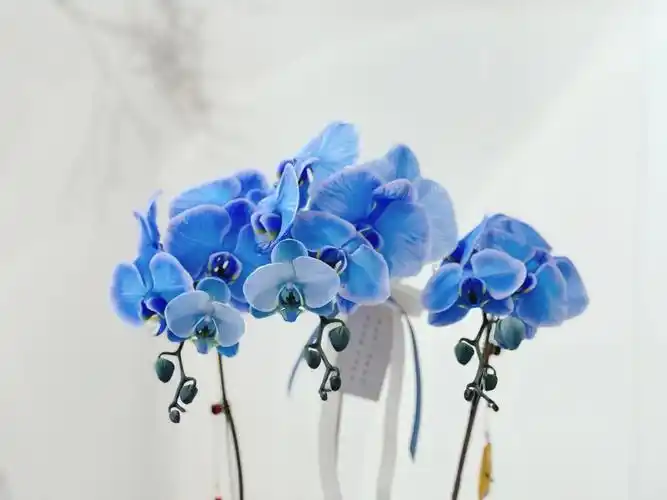 克莱因蓝蝴蝶兰03
