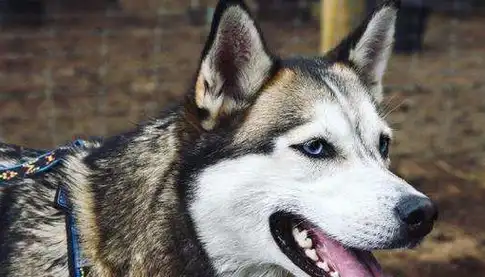 据知情人士透露:这是一位老大爷家里养的一只二哈,这只二哈是在小的