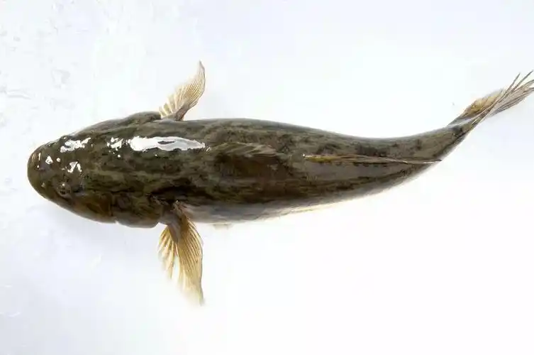 笋壳鱼尝鲜丨肉厚味美适待客,夏季限定美味