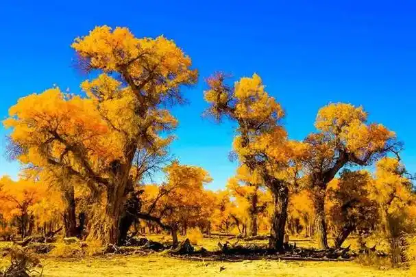 中国最美六大胡杨林,上帝赐予最美的秋色
