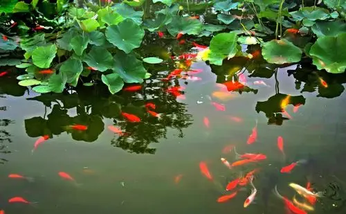 水中活宝石 ——锦鲤(鱼项目学习第二小组)