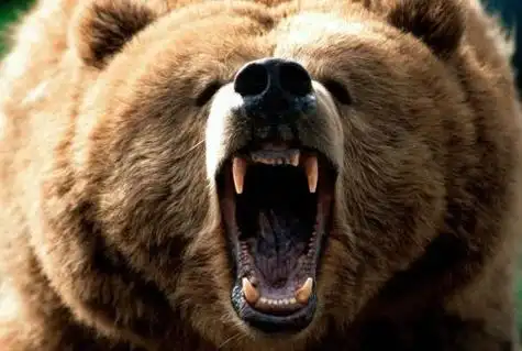 黑熊愤怒的吼叫声