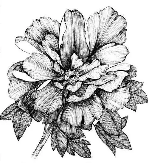 点线面的优雅结合 | 传达手绘之美的特殊魅力,值得收藏学习