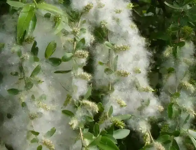 一到春天,我国北方很多城市"杨柳絮"漫天飞舞,为什么不换掉?