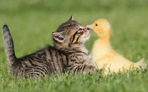 呆萌小鸭动物可爱主题_动物壁纸