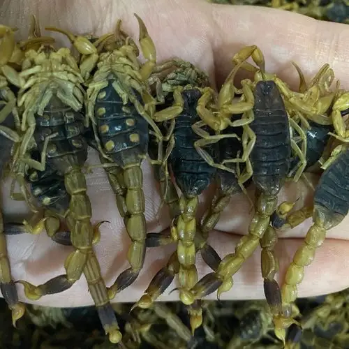 渝逹中药 清水蝎子 药用无盐泡酒 干度佳 八九成干100克划算