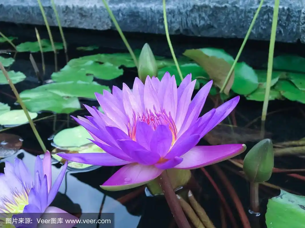 佛寺莲花池中的紫莲花