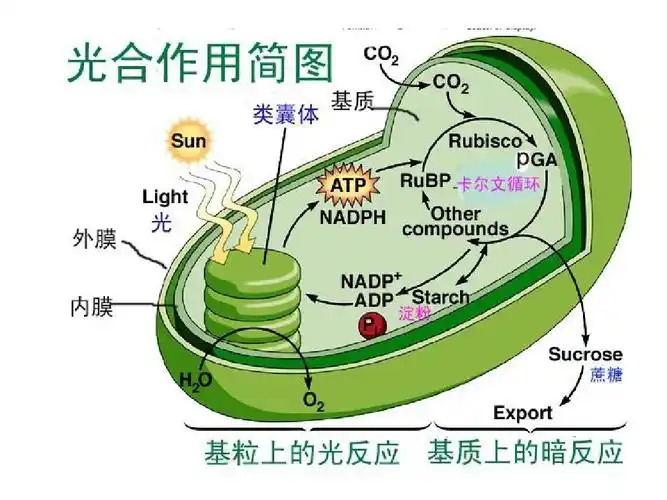 第三章 光合作用--暗反应-c4