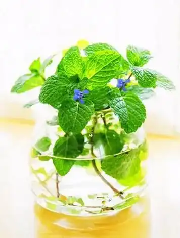 中草药详解(连载六)山薄荷.山薄荷(莸) 别名:马蒿,独脚球 - 抖音