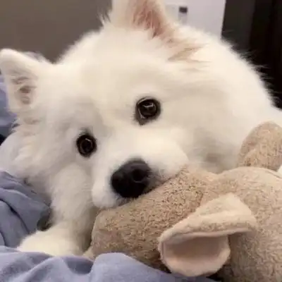 萨摩耶头像 高清超萌可爱的萨摩耶微信头像图片_动物头像_美头网