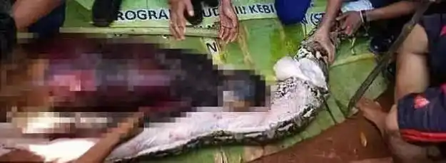 印尼妇女被巨蟒吞下,如果受害人携带匕首,是否能在蛇腹中自救?