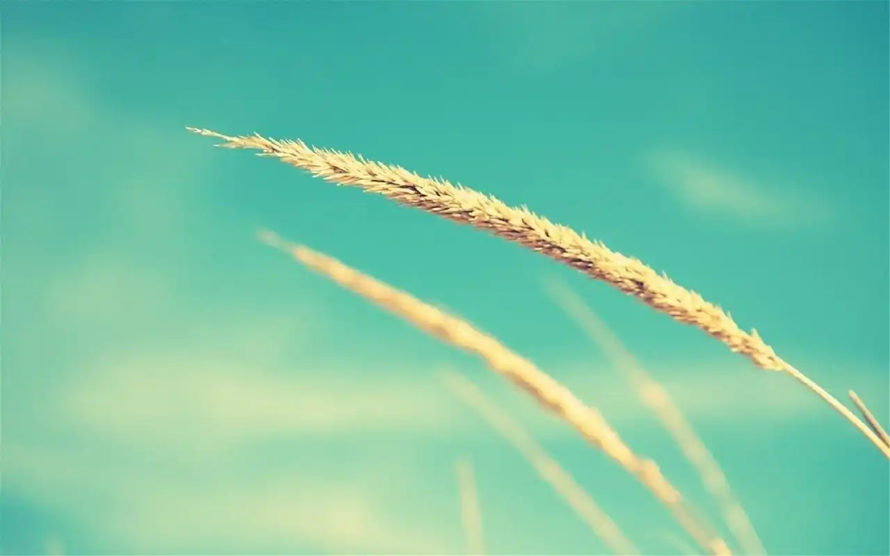 小清新浅色系高清桌面壁纸