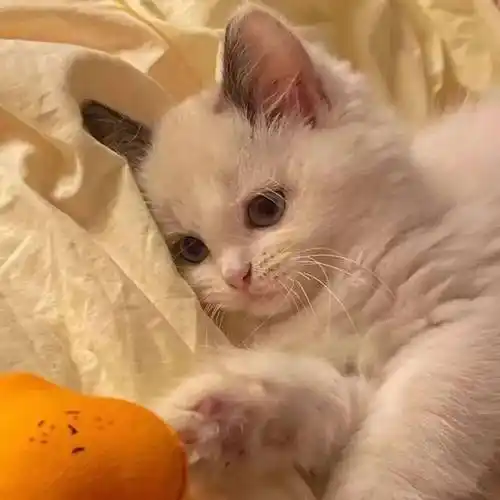 第10期喵头像 丨 我很酷,不需要爱情_爷爷_猫猫_上线