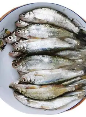 野捕生态小白条鱼新鲜生小河鱼活鱼现杀淡水杂鱼餐条刁子鱼翘嘴鱼