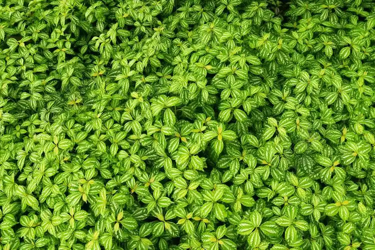 绿色护眼壁纸绿色叶子素材摄影图