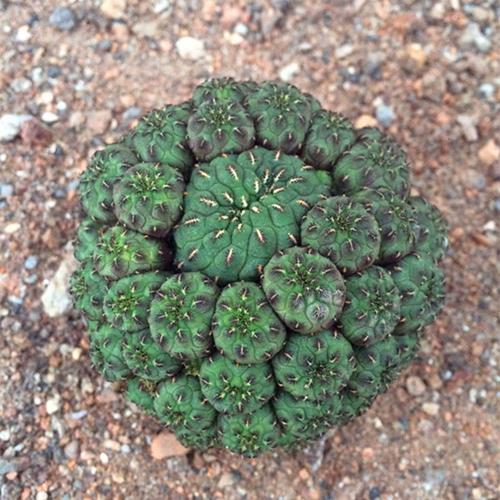 【花博会_ 仙人球多头紫丽丸】无刺落地办公室盆栽多肉绿植防辐射