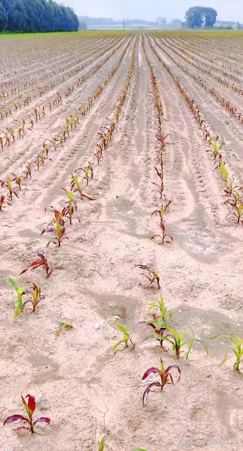 今年播种的玉米,玉米苗长出来了,长势不错,可好多都变成紫色了.